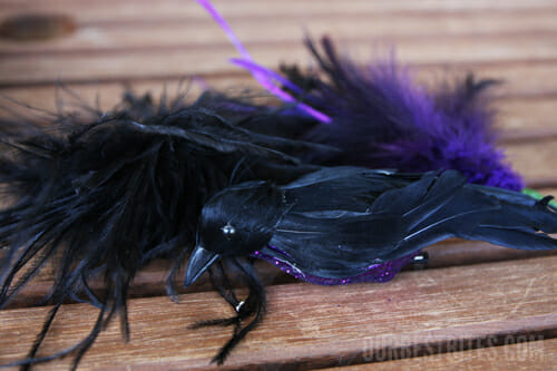 Birds and Feathers