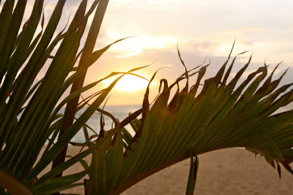 Palm Tree Sunset