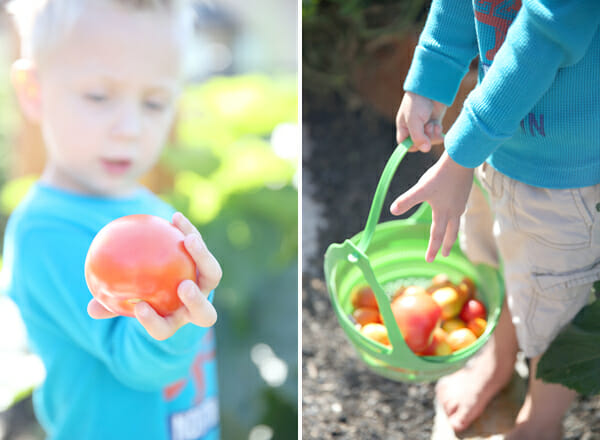 Picking Tomatoes