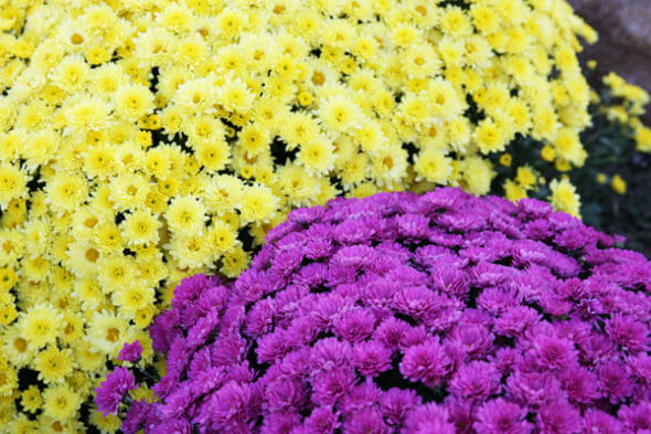 Our Best Bites_Pink and Yellow Mums