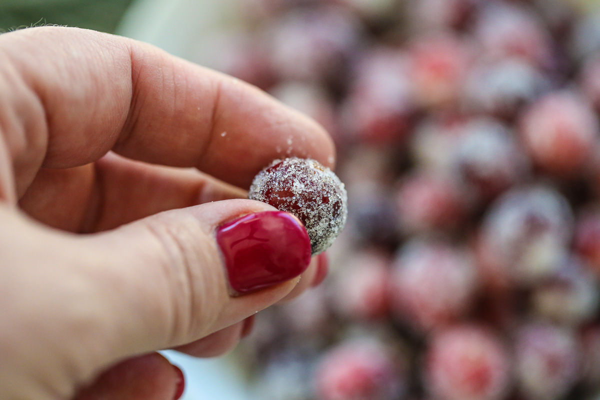 hand holding a cranberry covered in sugar