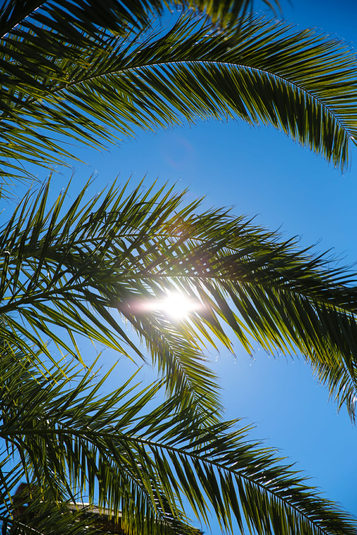 palm trees