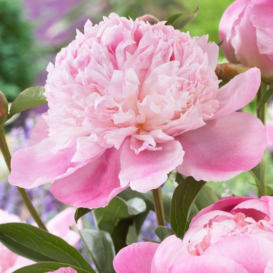 Bomb double peony