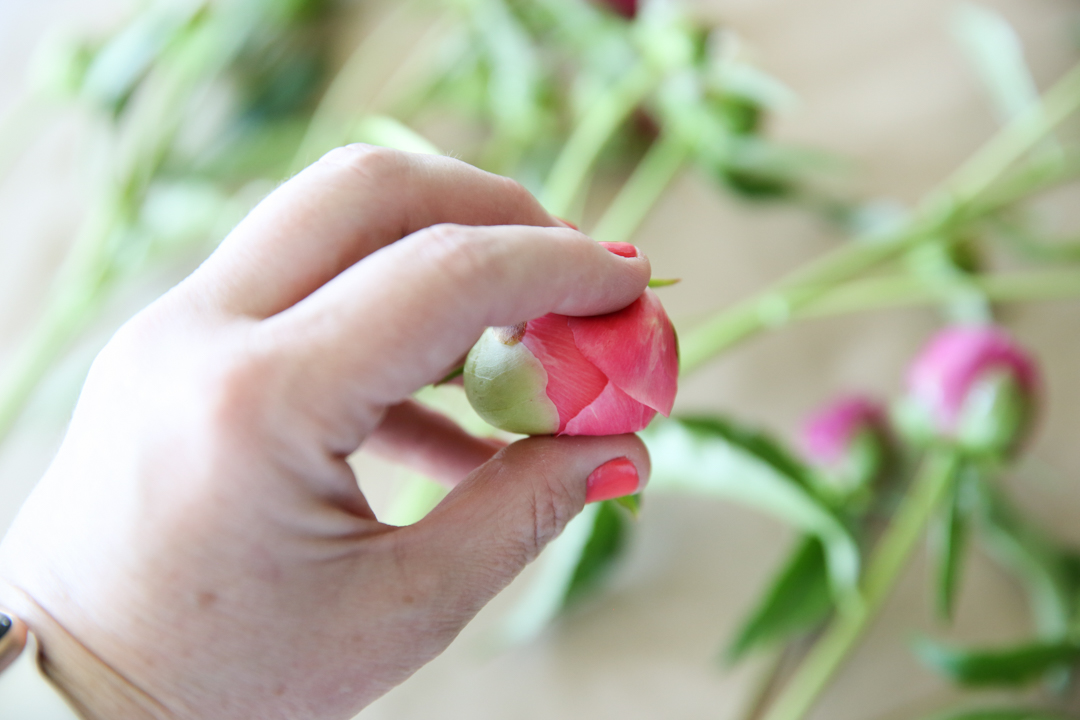 Peony Bud