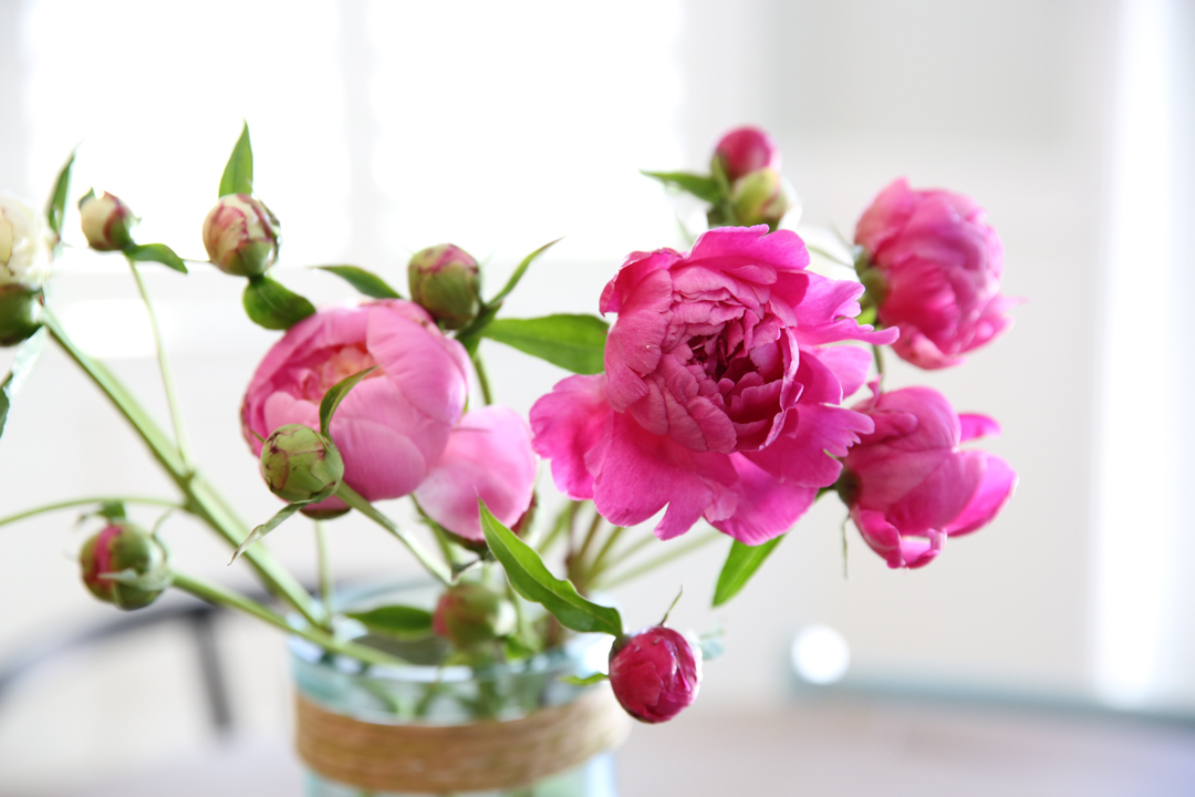 Peony Buds in Water