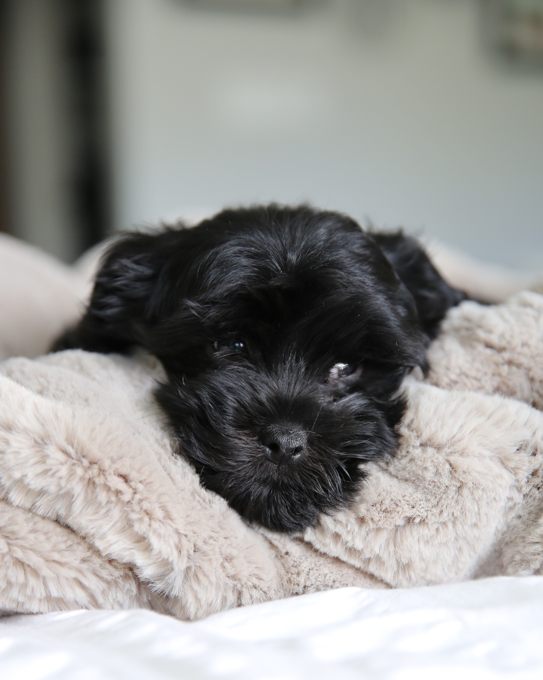 puppy for our family