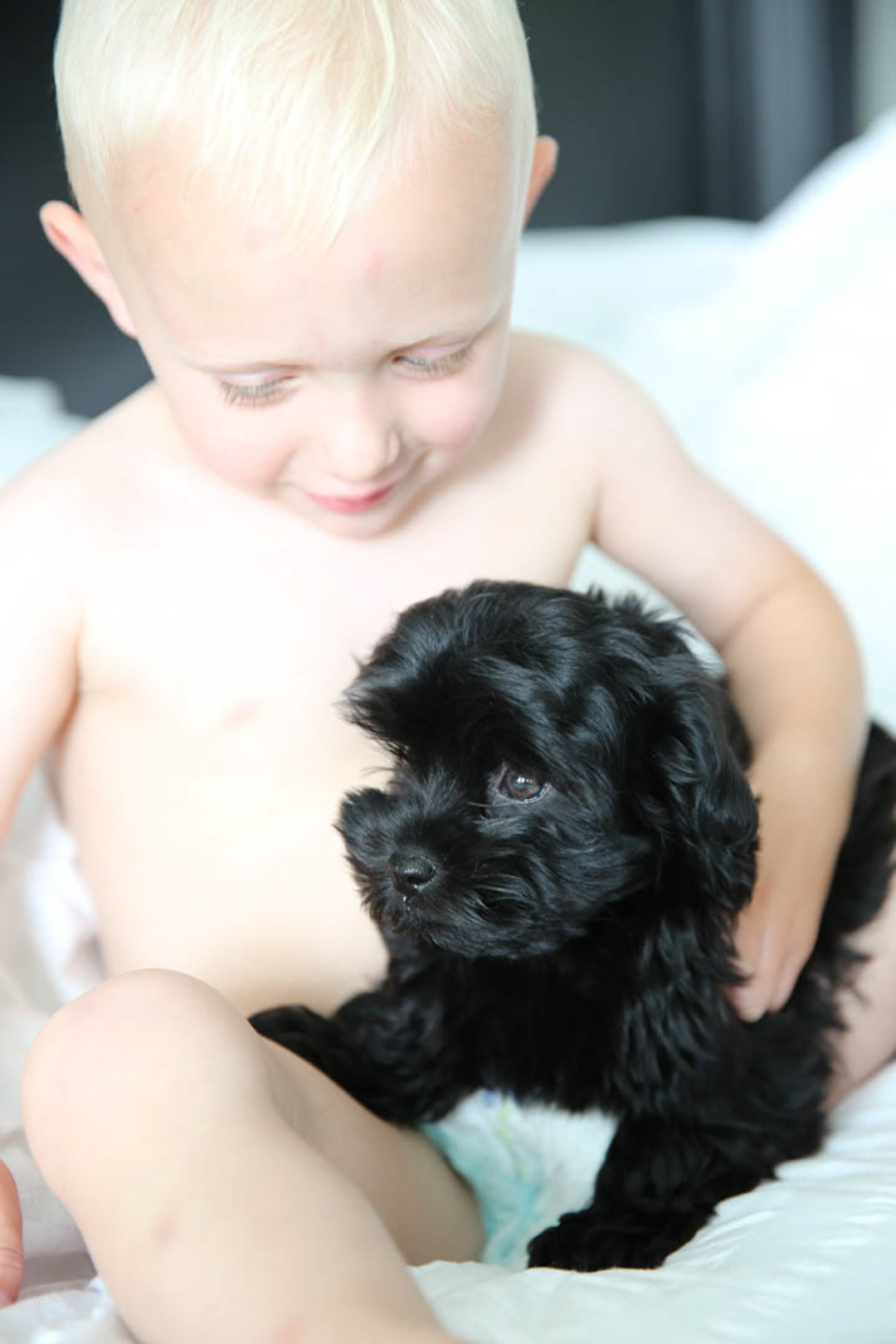 havanese puppy