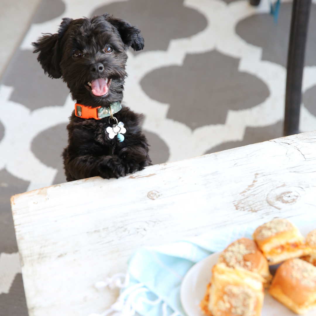 havanese dog breed