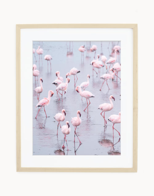 Fine Art Print Flamingos Namibia Fine Art Print Flamingos Namibia